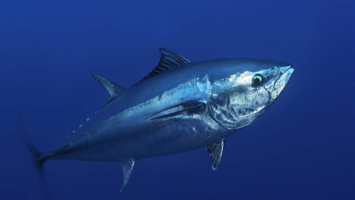 tuna2